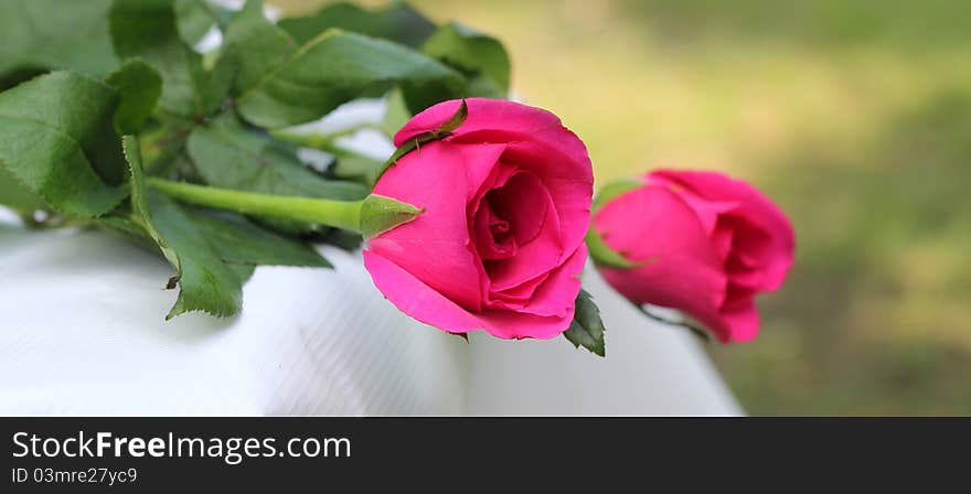 Two roses on a white table cloth