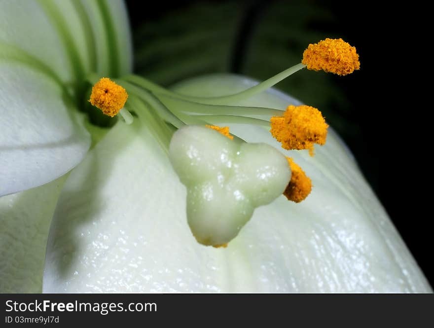 Closeup of white Lilium and macro details of yellow stamens