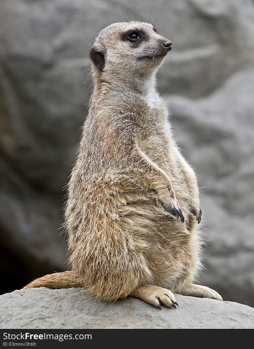 little meerkat standing on a rock.