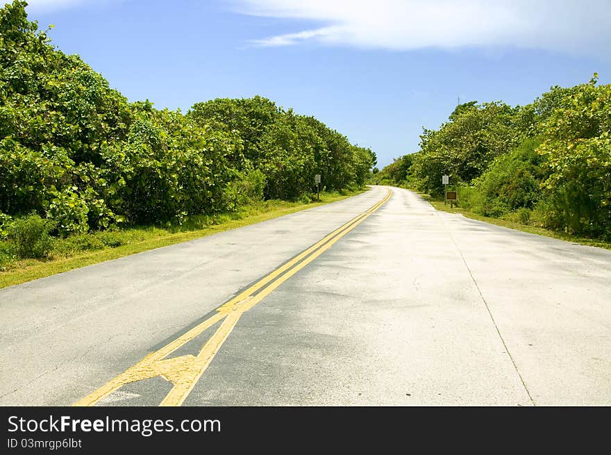 Empty road to horizon, throught the forest