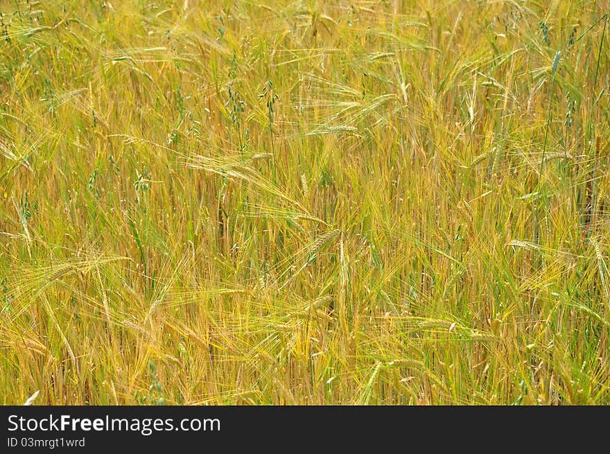 Yellow background made of cereal