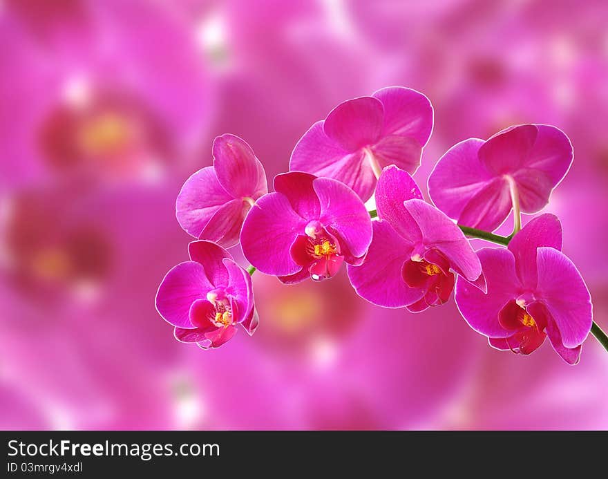 Pink Orchid