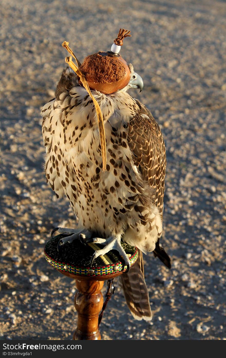 Arabian falcon in falconry trip, Kuwait desert