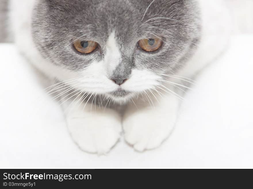 Gray cat looks down attentively