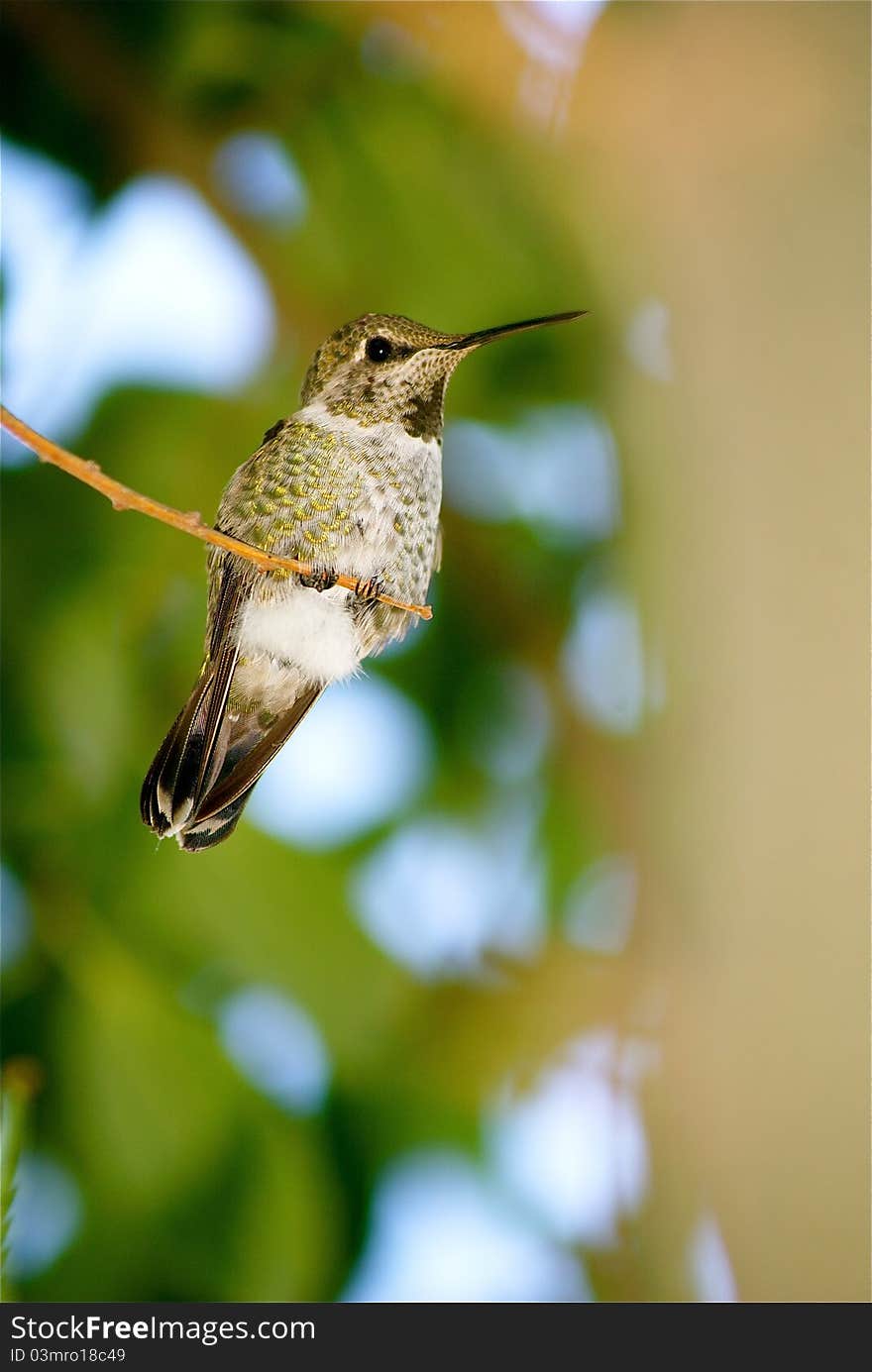 Young Hummingbird