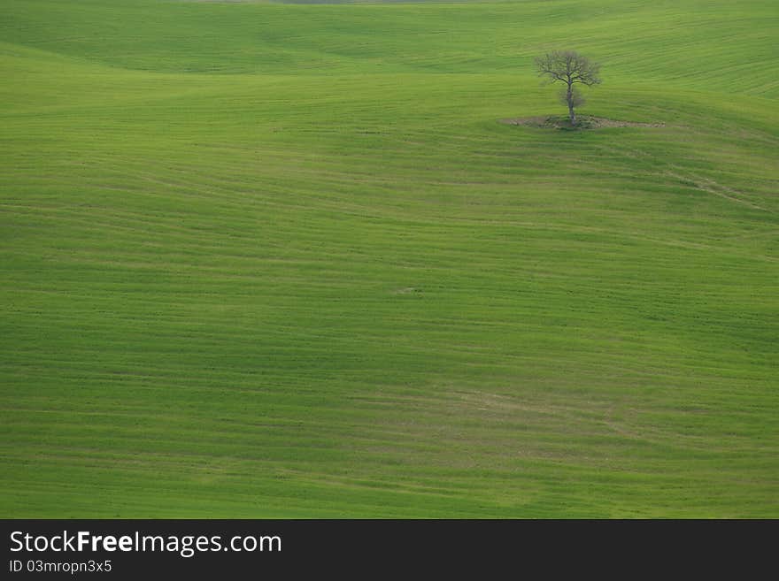 Tree in the center of a field in tuscany