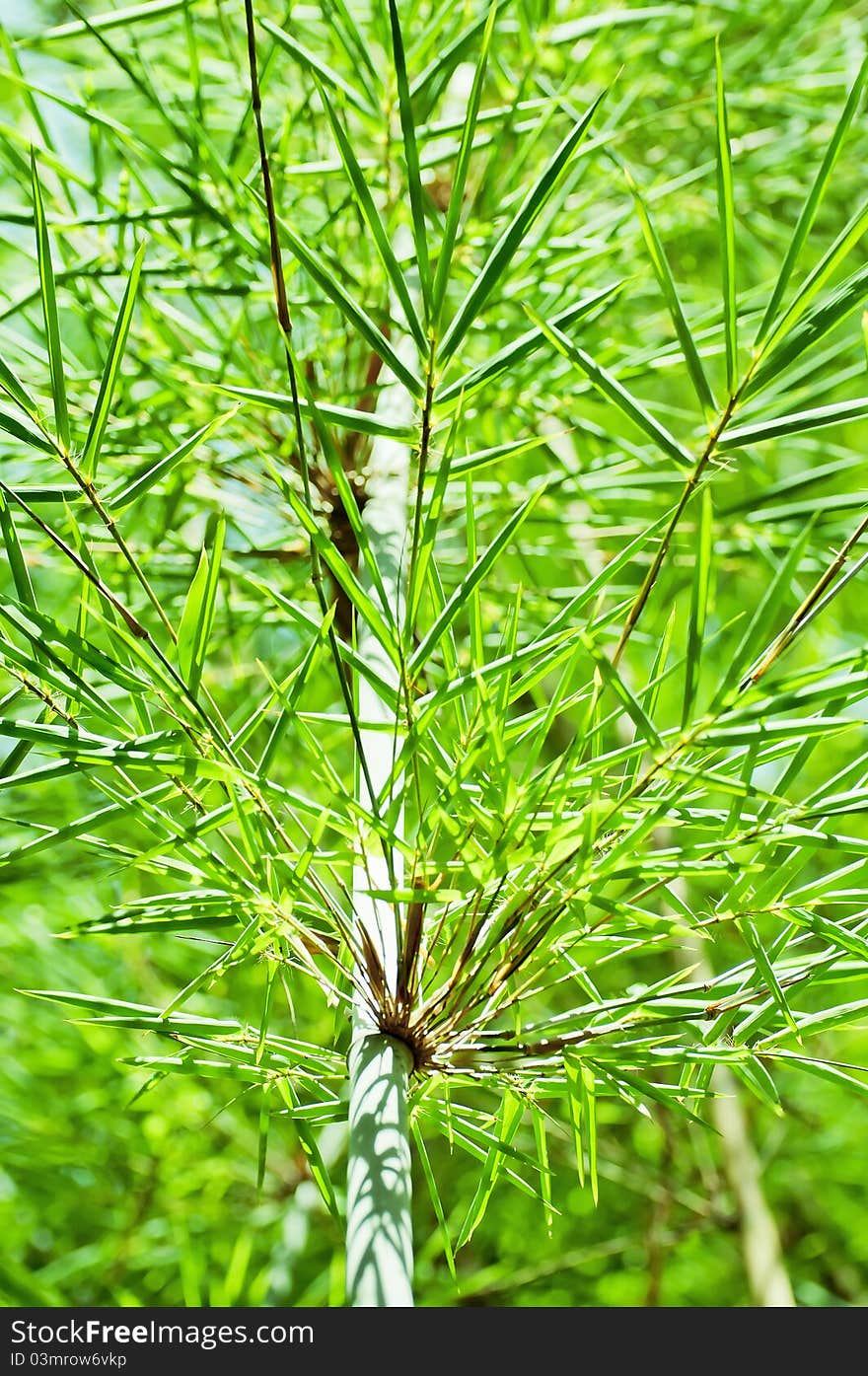 The  green  bamboo  in  the  sun