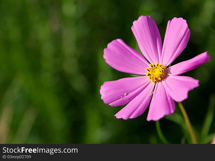 Pink cosmos flower