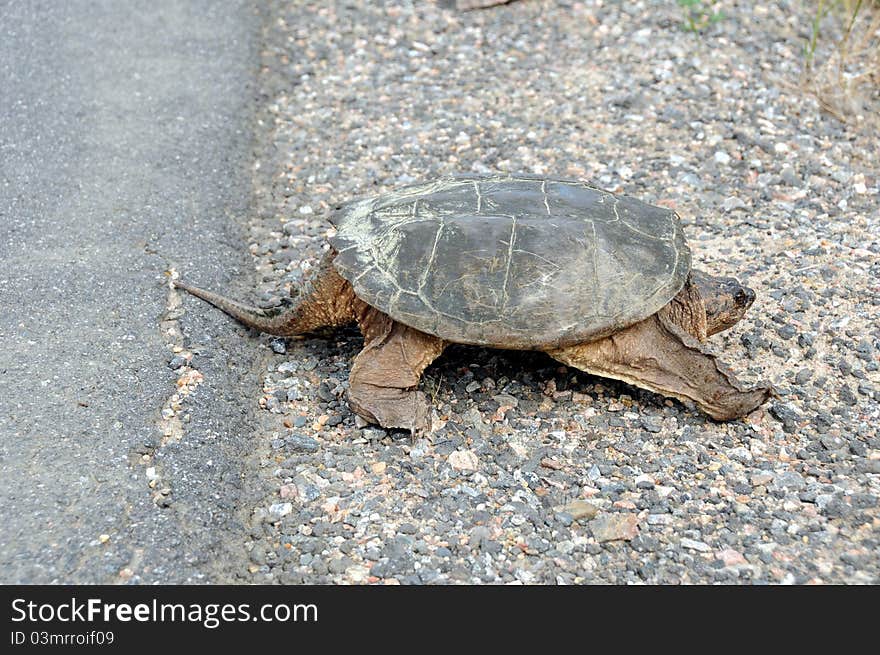 Large common snapping turtle crossing road