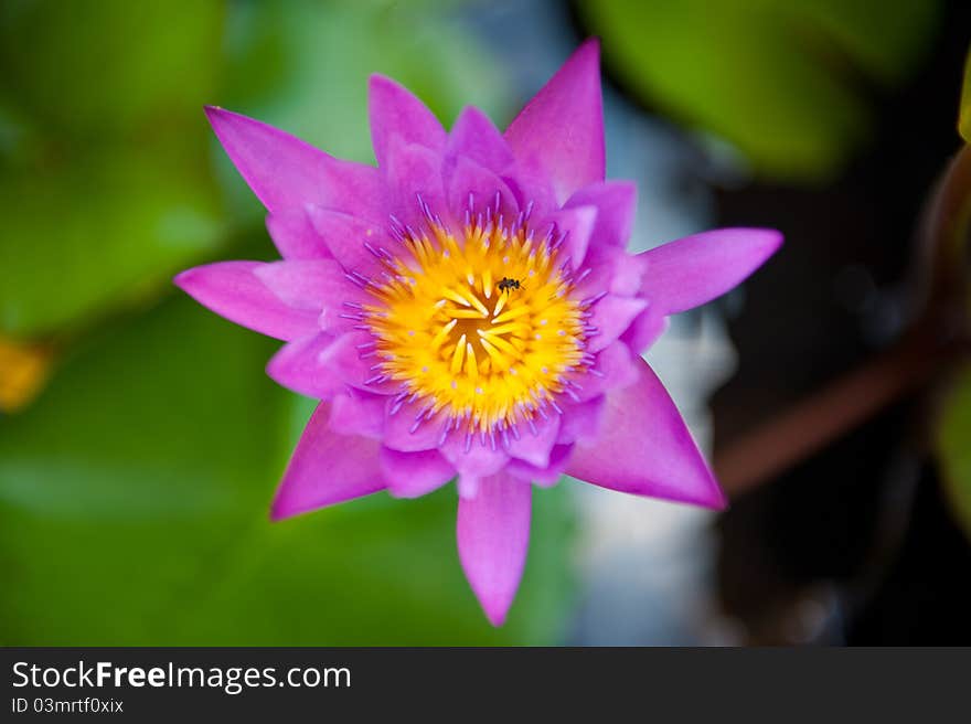 A beautiful purple and yellow flower from south east Asia. A beautiful purple and yellow flower from south east Asia