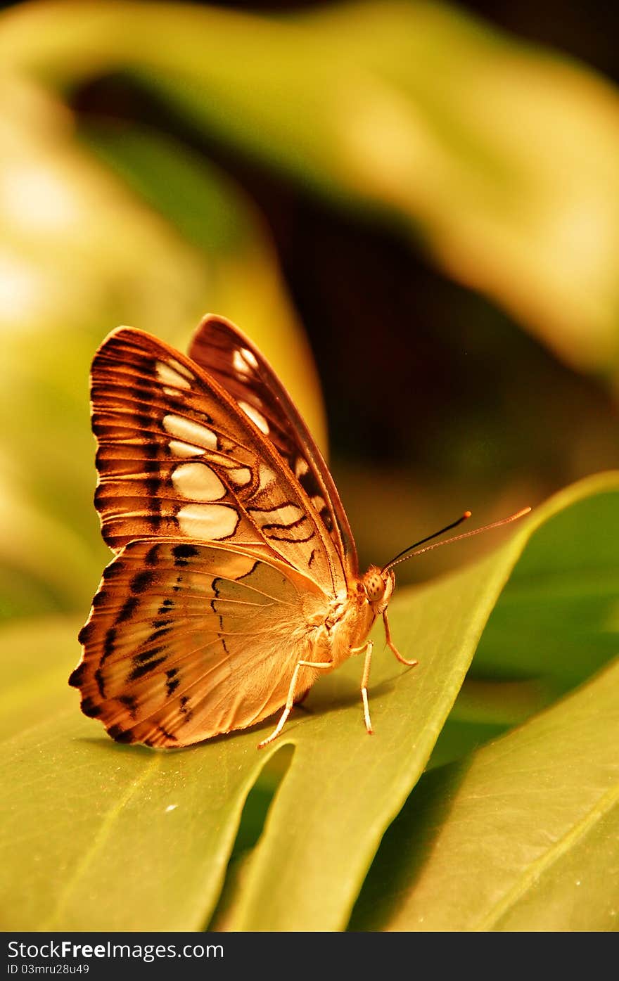 The Brown Clipper Butterfly