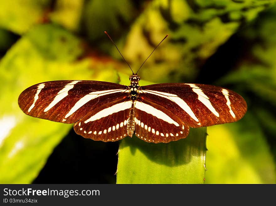 Zebra Longwing Butterfly