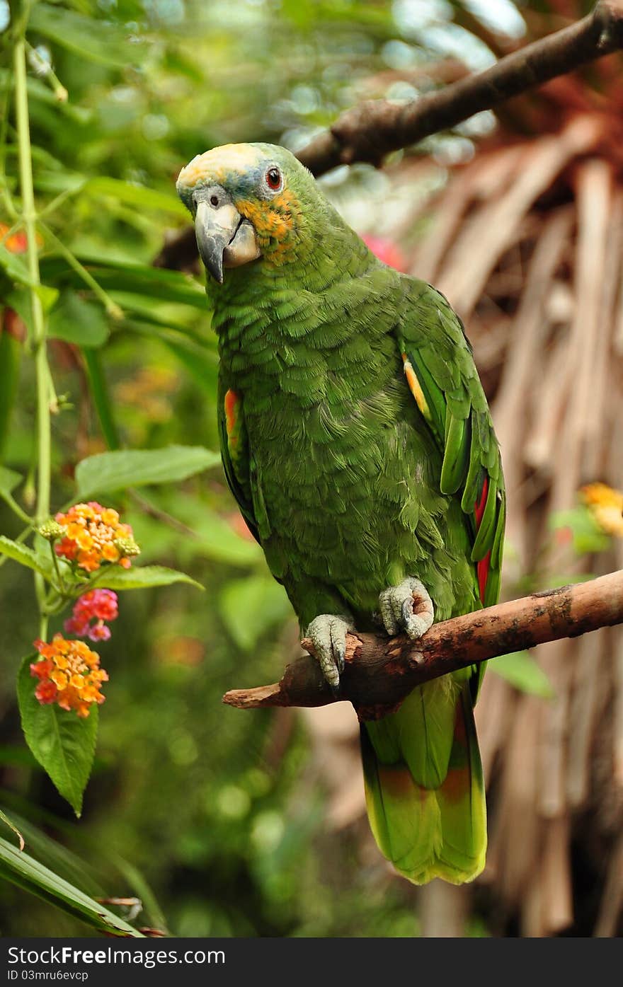 African Orange Winged Parrot