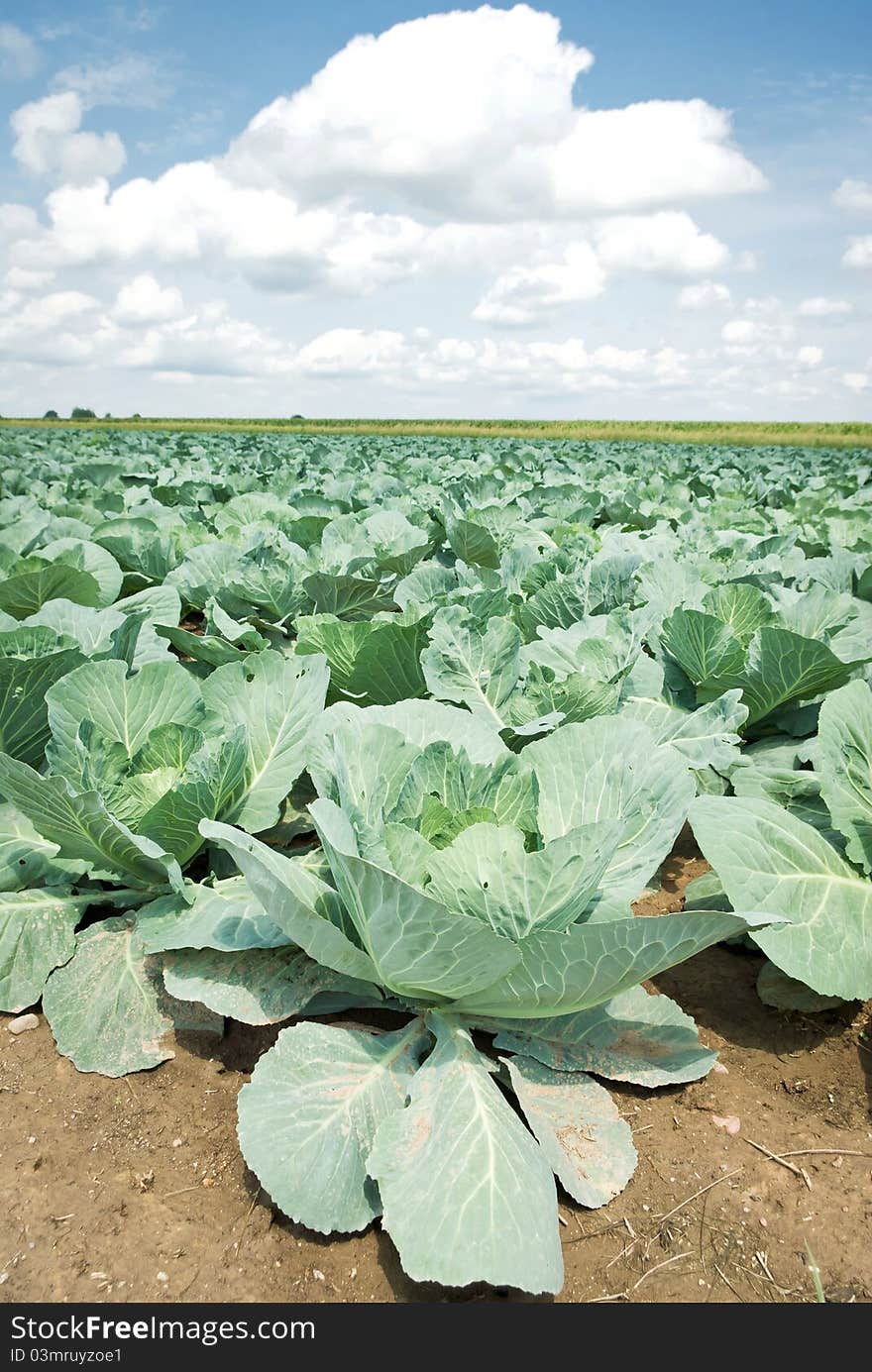 Rows of salad, cabbage on an agriculture field