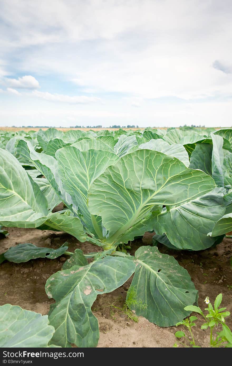 Rows of salad, cabbage on an agriculture field