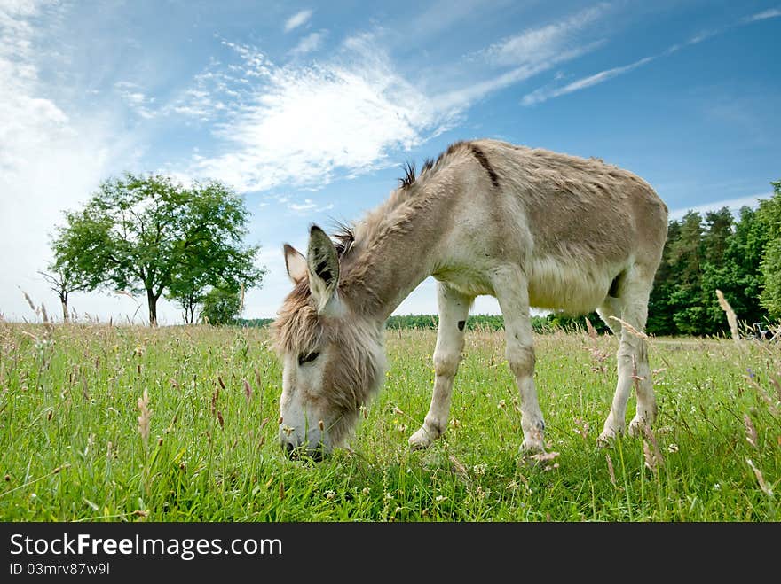 Donkey in a Field in sunny day, animals series