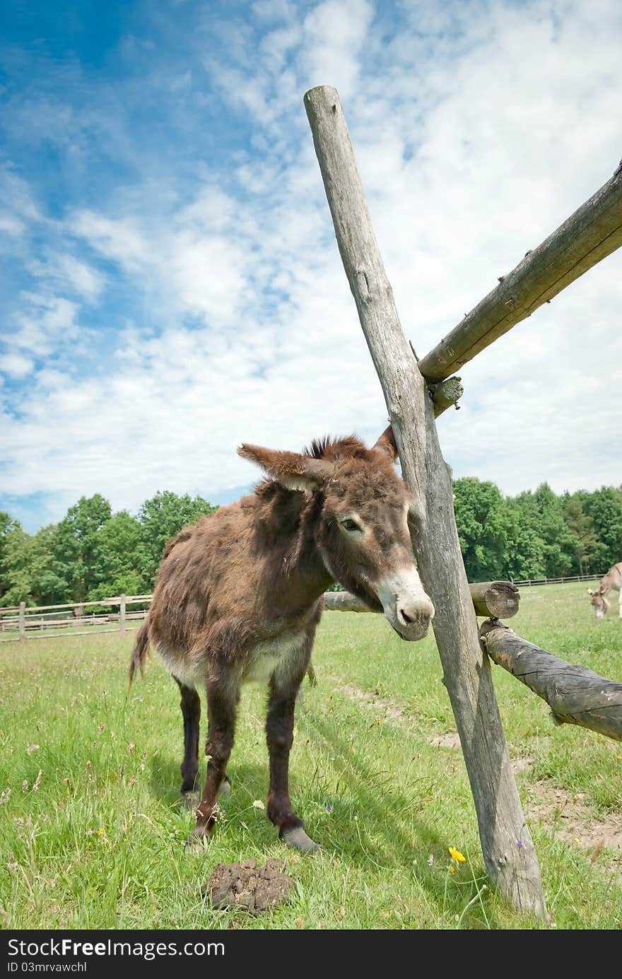 Donkey in a Field in sunny day, animals series