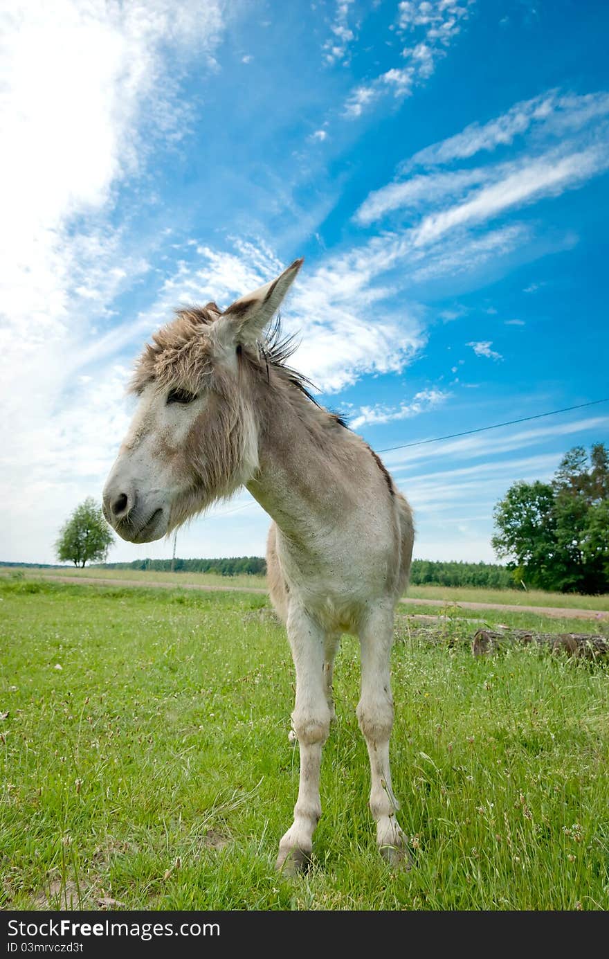 Donkey in a Field in sunny day, animals series