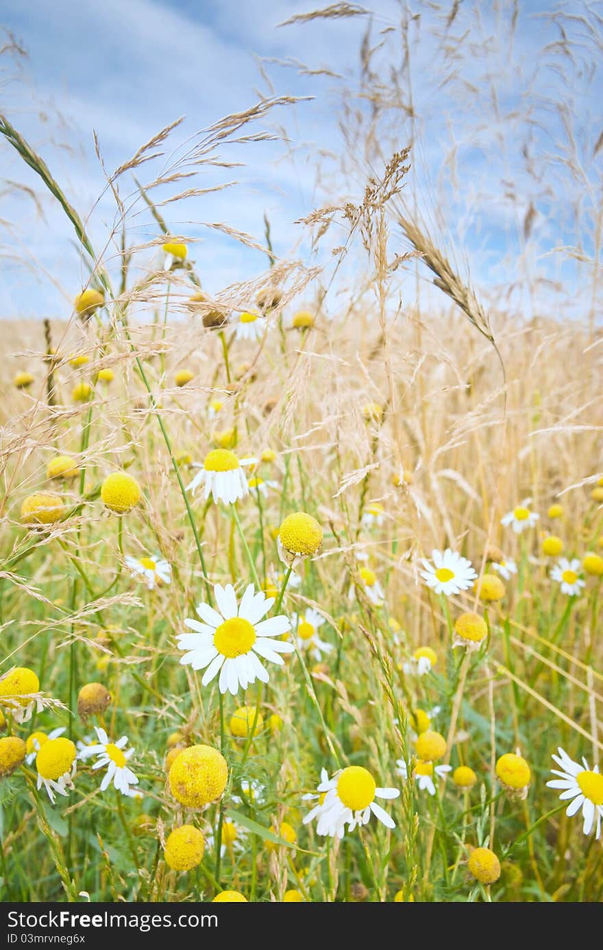 Flowers