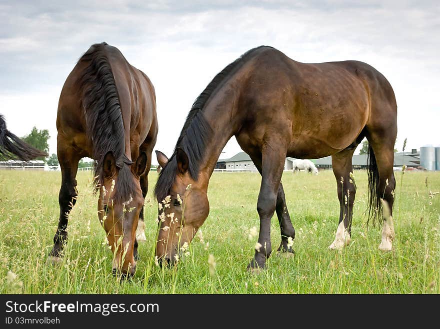 Beautiful Horse in a Green Meadow in sunny day