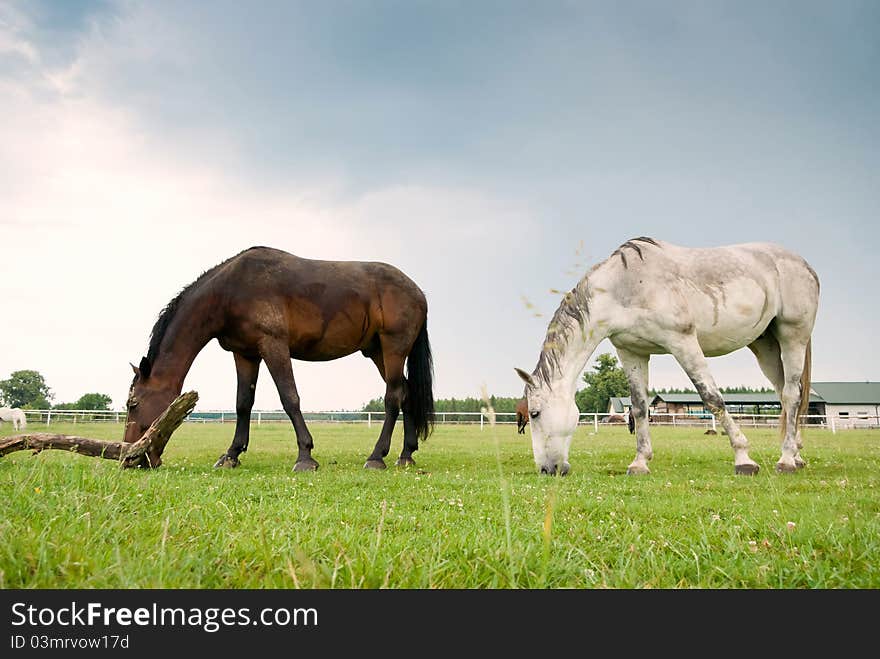 Beautiful Horse in a Green Meadow in sunny day