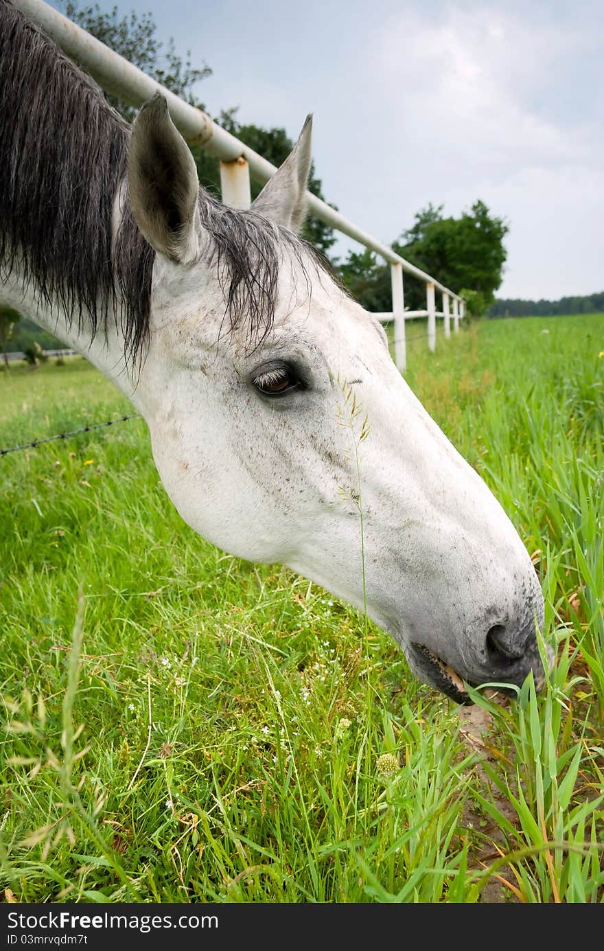 Beautiful Horse in a Green Meadow in sunny day