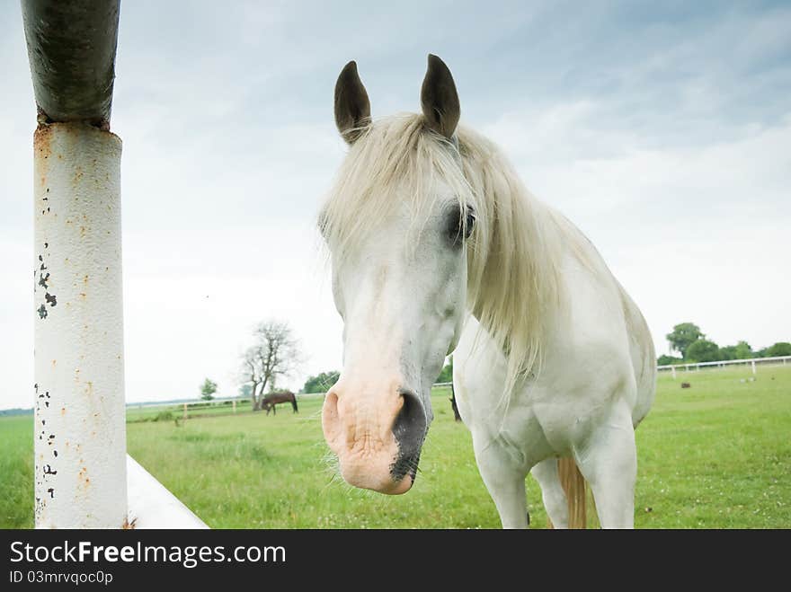 Beautiful Horse in a Green Meadow in sunny day