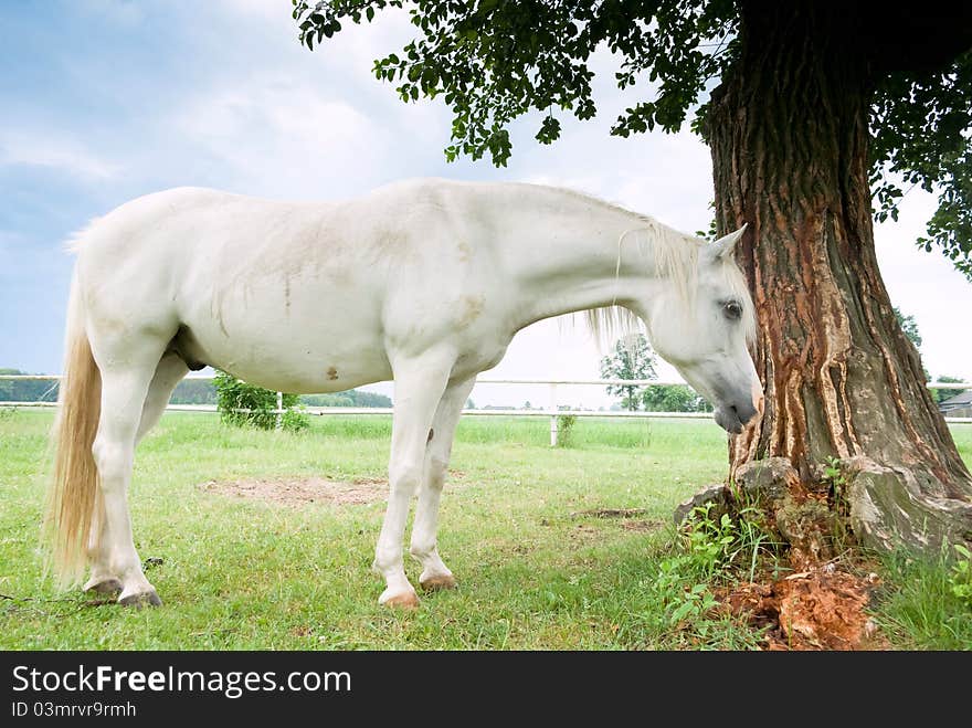 Beautiful Horse in a Green Meadow in sunny day