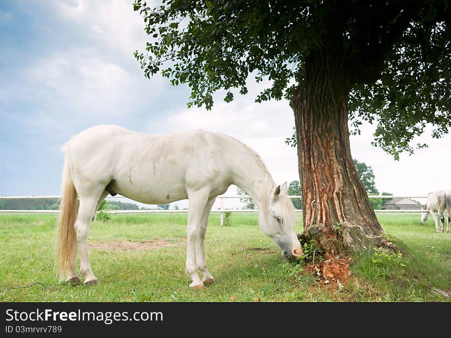 Beautiful Horse in a Green Meadow in sunny day