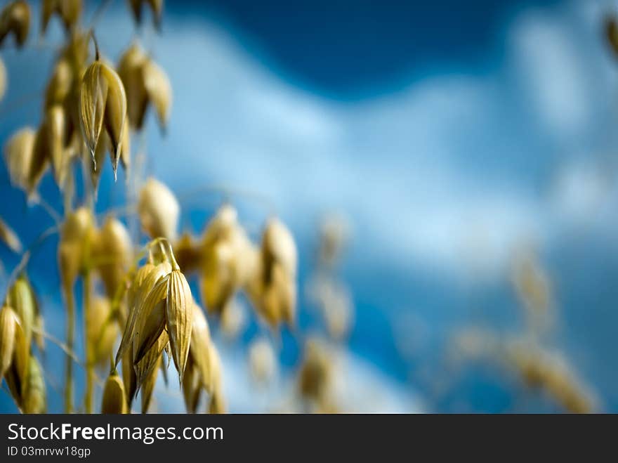 Field of golden oats and blue sky, agricultural field