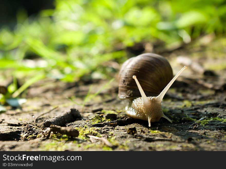 Snail is climbing up, image from nature series: snail on leaf