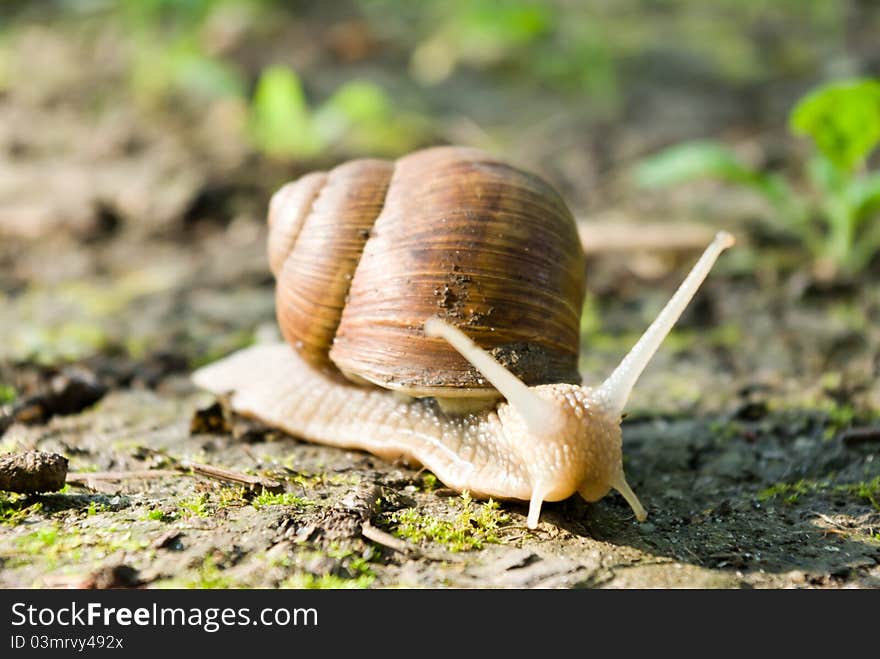 Snail is climbing up, image from nature series: snail on leaf