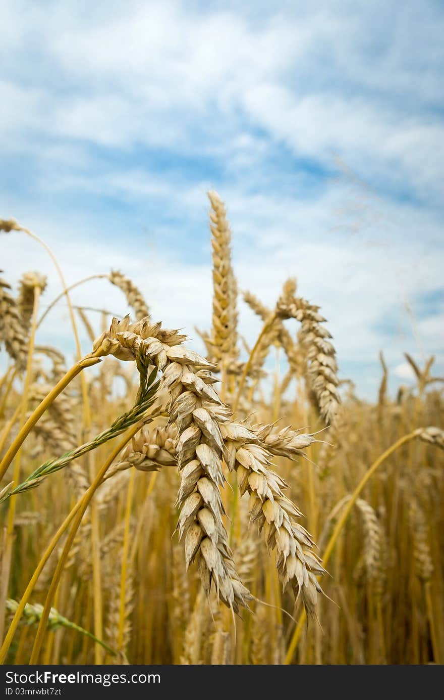 Field of golden wheat and blue sky, agricultural field