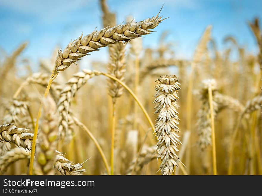 Field of golden wheat and blue sky, agricultural field