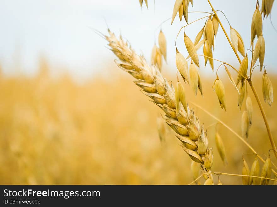 Field of golden wheat and blue sky, agricultural field