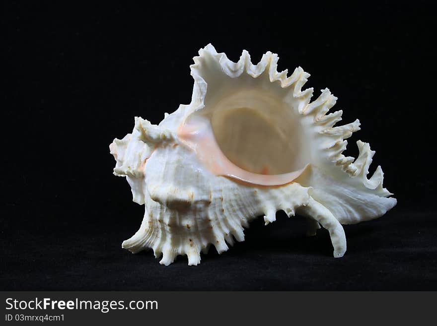 Conch