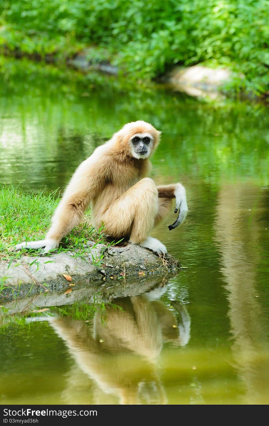 Image of Monkey in thailand