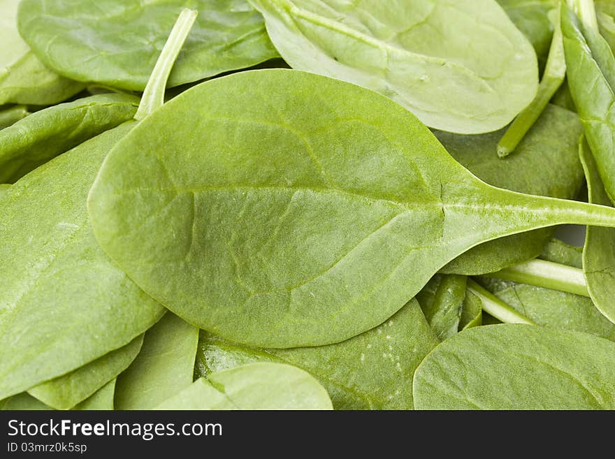 A fresh green spinach leaf isolated against a white background