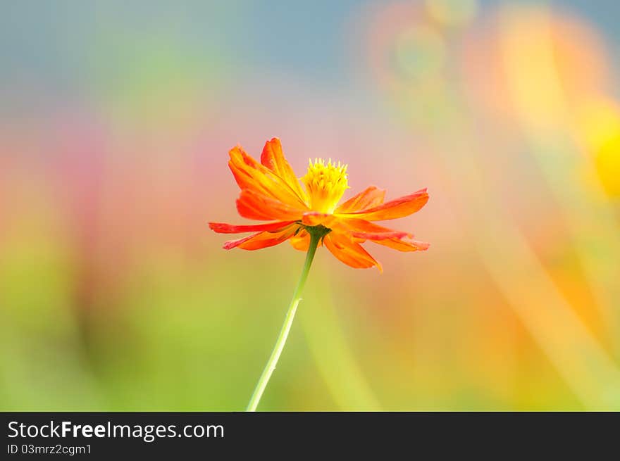 Image of yellow Cosmos Flowers