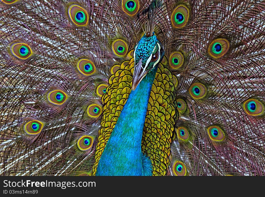 A close-up shot of the bright colorful peacock, one of the world's most beautiful animal. A close-up shot of the bright colorful peacock, one of the world's most beautiful animal.