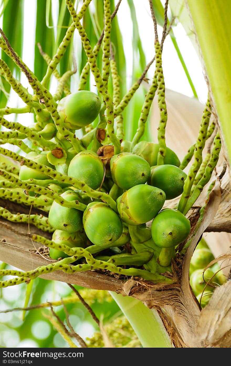 Image of Baby Green cocnut at tree