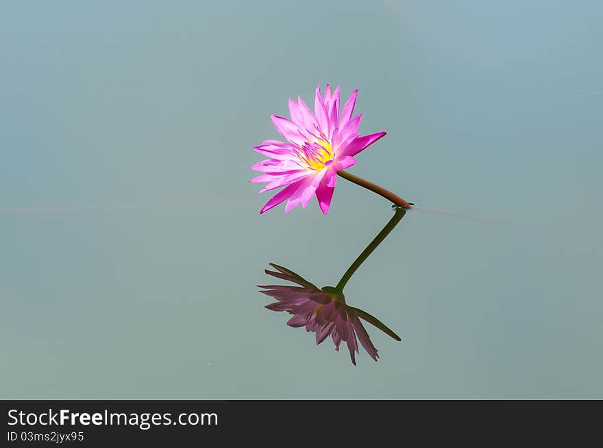 Blooming of pink lotus flower