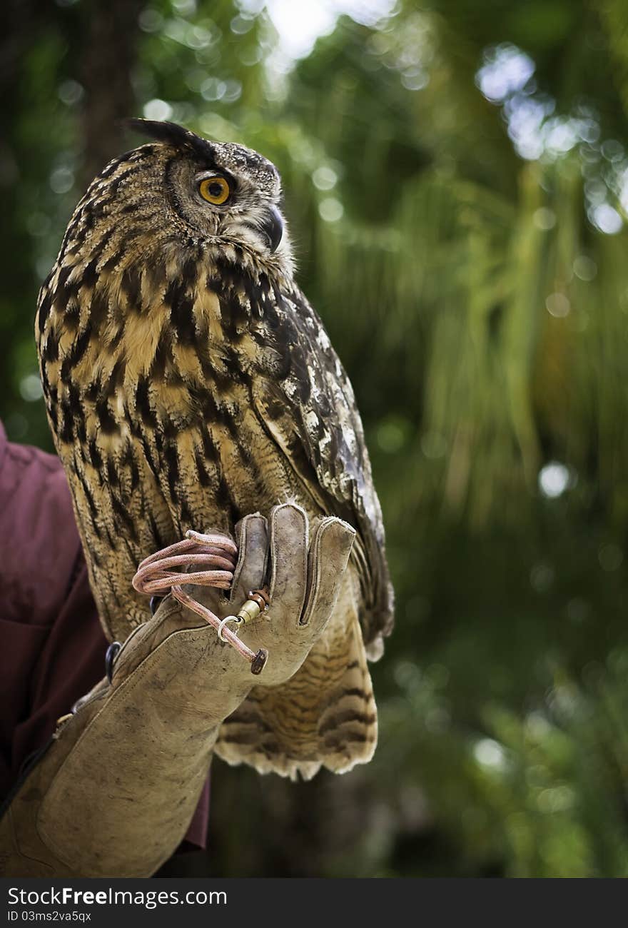 Eurasion Eagle Owl