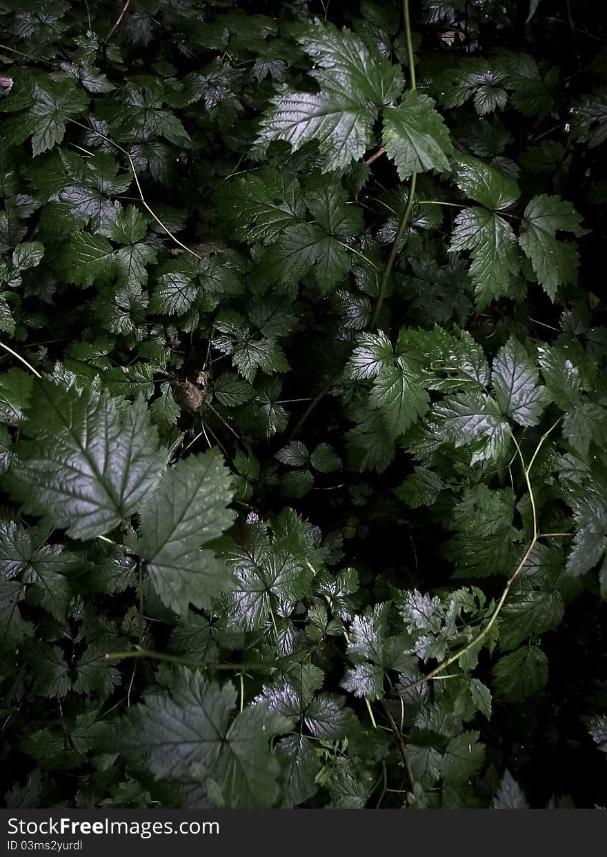 A bush of Wild Ivy growing in Alaska. A bush of Wild Ivy growing in Alaska