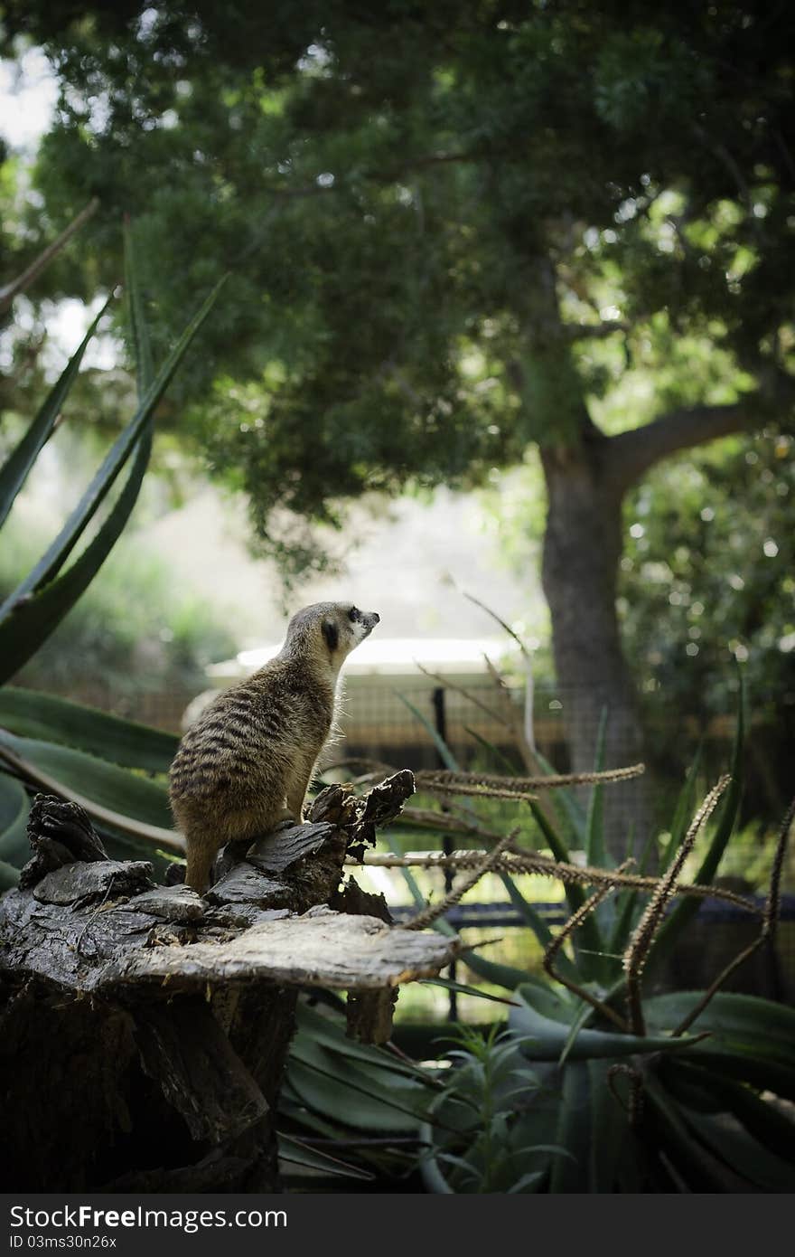 Meerkat With A Curious Expression