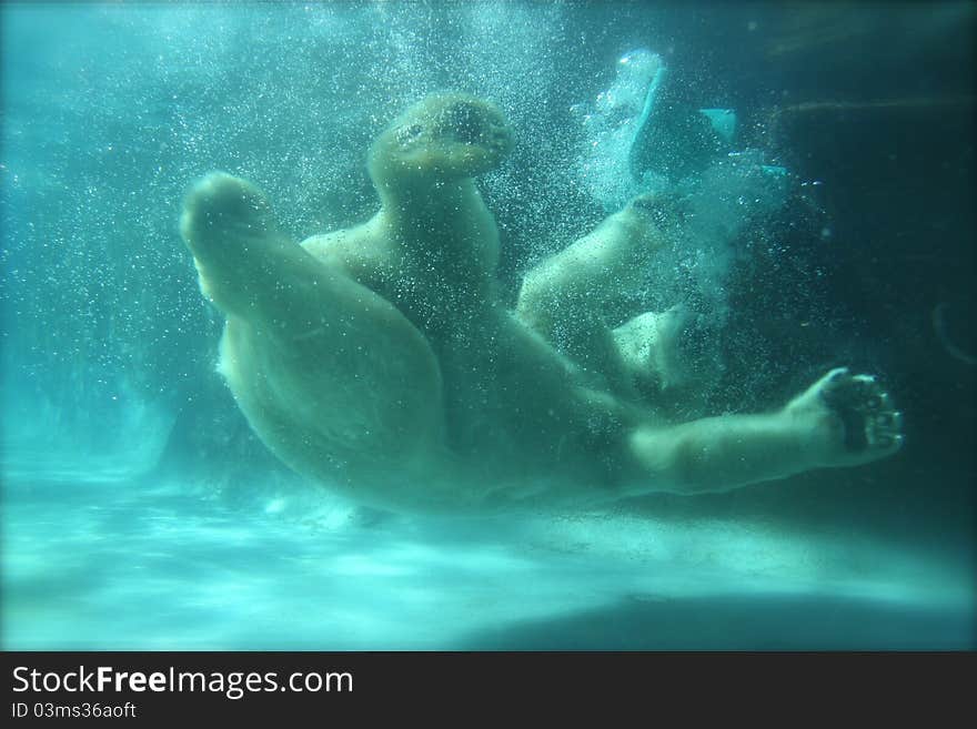 Polar Bear Plunging Into A Pool