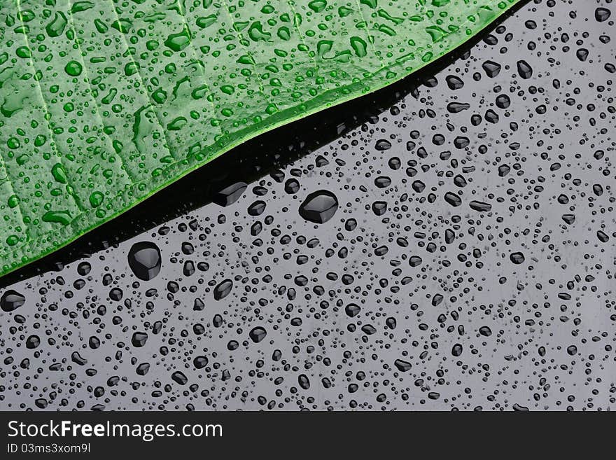 Green Leaves With Water Drop