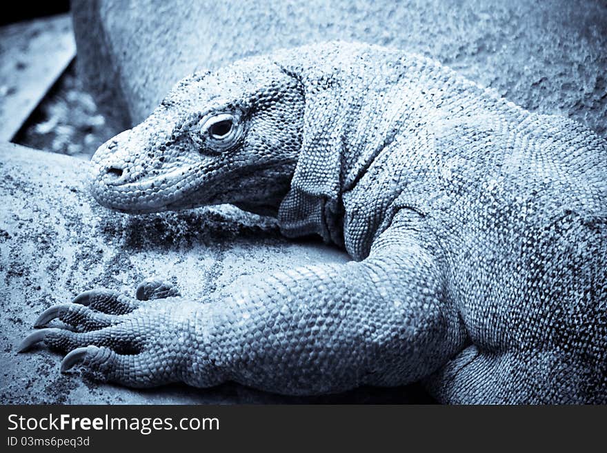 Closeup of a adult komodo dragon