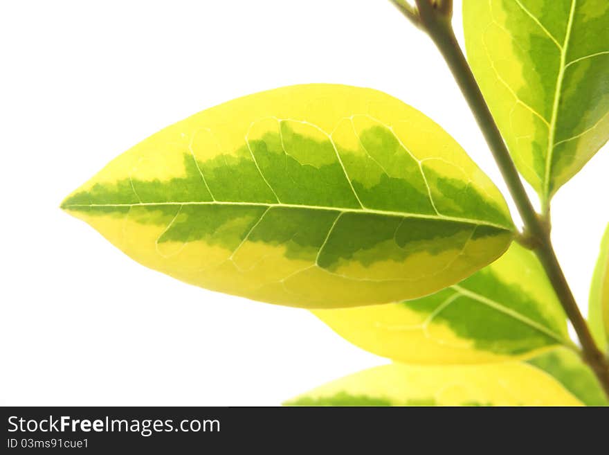 Plant on a white background