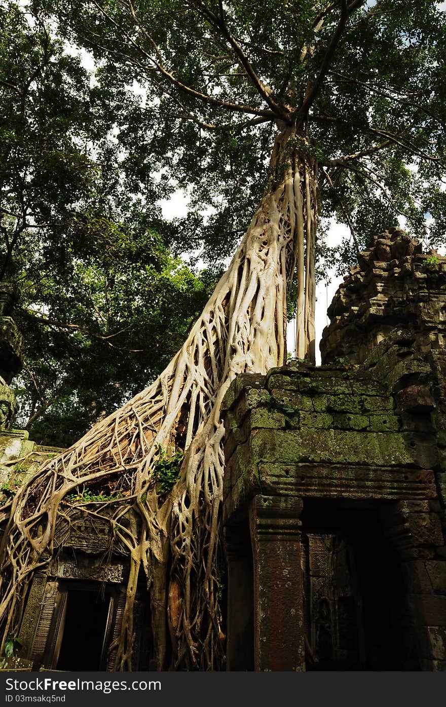 Tree root sit on a ruin ancient building at Angkor Wat, Cambodia